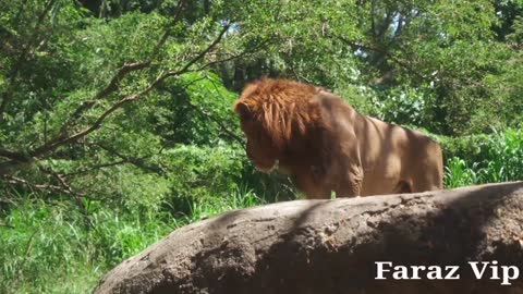 Beautiful animal