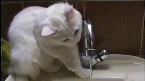 Cat playing and drinking water