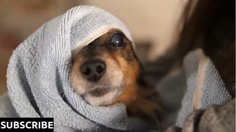 Funny Dog After Bathing Wrapped in a Towel