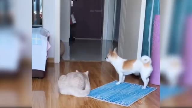 Baby Cats video