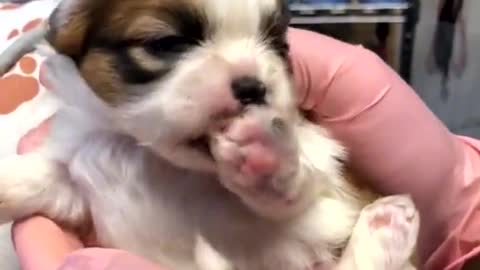 I have NEVER seen a puppy suck his thumb until today and it's the cutest thing EVER