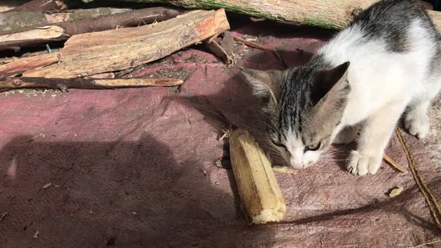 Kitten eating the cane