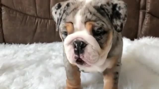 Dogs like to be on blankets.