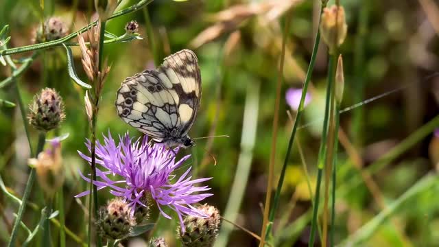 Drone footage flowers garden