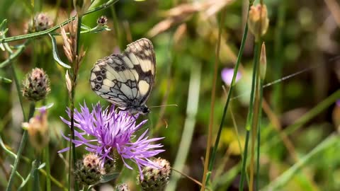 Drone footage flowers garden