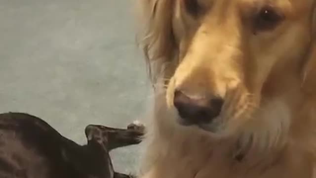 Two-Year-Old Golden Retriever Needs to be Spoon Fed || ViralHog