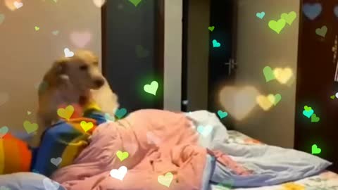 Dog Hates it When Disturbed During Sleeping #Shorts - Funny Dog Video