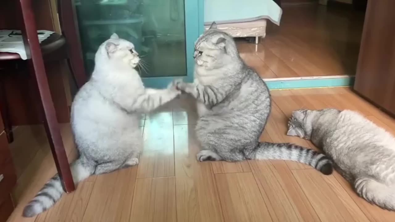 Rock. Paper. Scissors. You cheated. Cat fight 🤣