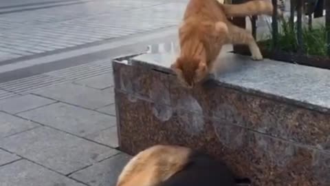 Cat Attacks Sleeping Dog_