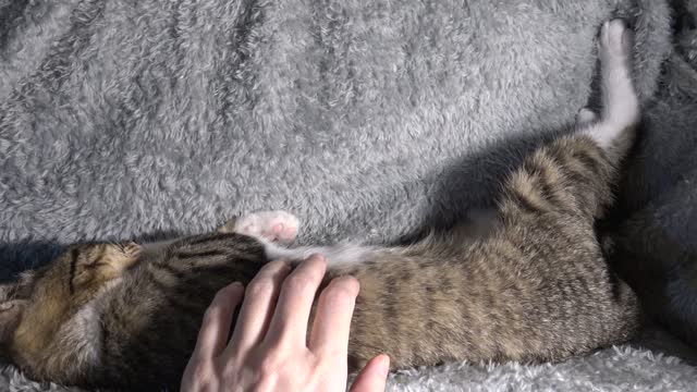 Funny Little Cat Sleeps in a Weird Position