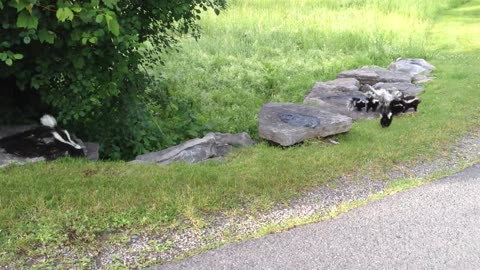 Hermosos zorrinos bebé exploran sus alrededores