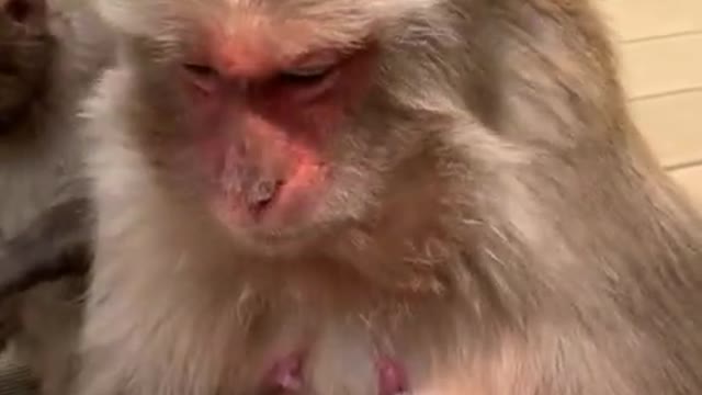 Monkey Eats Bannana