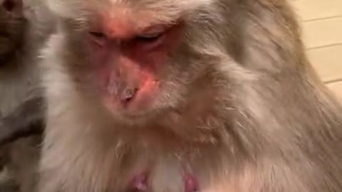 Monkey Eats Bannana