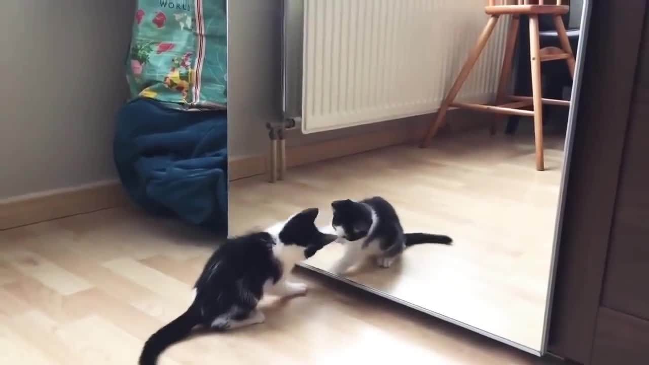 Funny Cat And mirror Video|Funny video| so cute