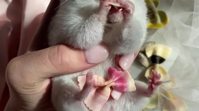 Feeding a cute Hamster