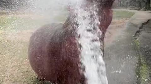 Hippo taking a bath