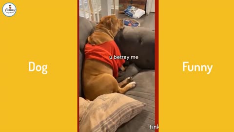 🤣Funny Dog Videos 2021🤣 🐶 Dog Cute , Dog angry lovely