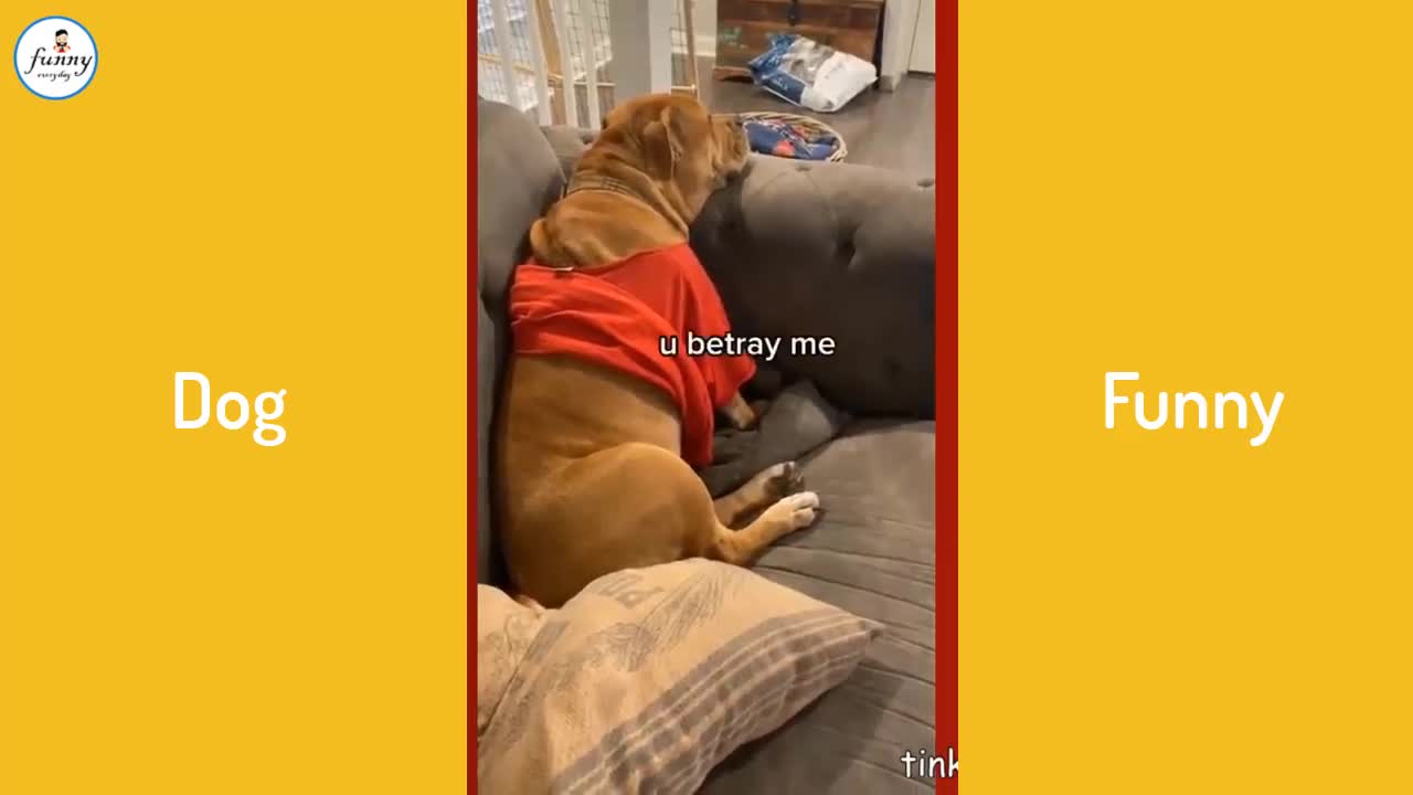 🤣Funny Dog Videos 2021🤣 🐶 Dog Cute , Dog angry lovely