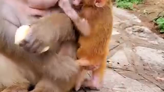 Cute Baby Monkey #