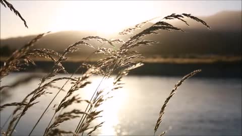 Misty Meadow Sunrise