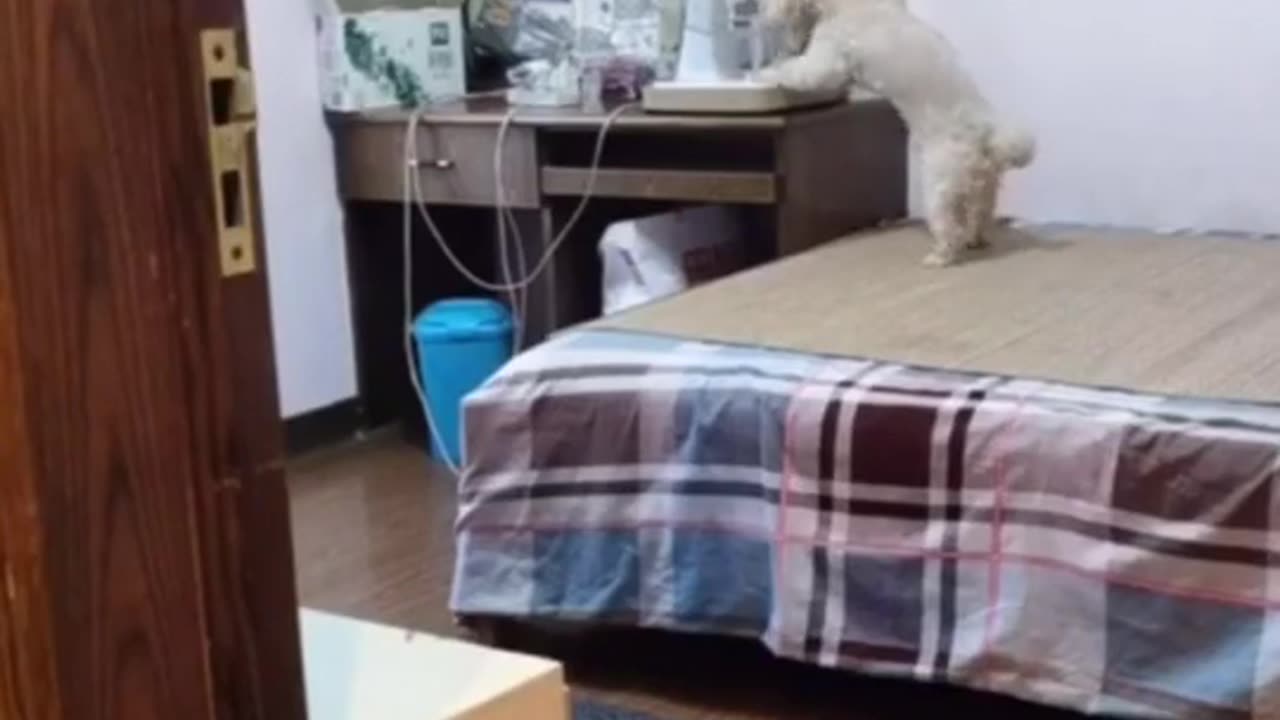 A clever dog.
