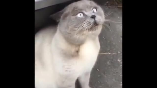 This cute cat makes funny and cute voices, and it will make you laugh!