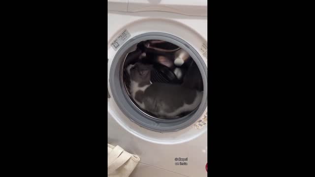 Cat uses washing machine as his own personal hamster wheel (funny)