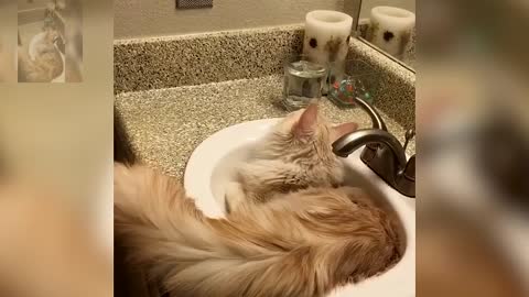 Cat wants to drink water