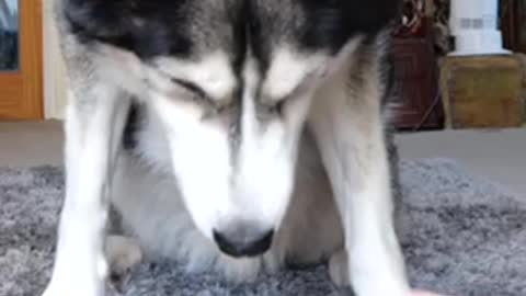 Husky is hungry while pretending