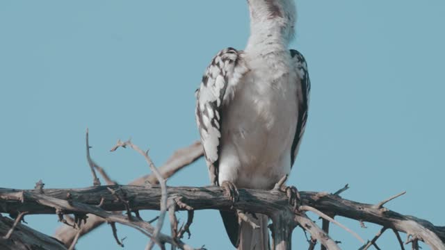 beautiful bird of the forest nature