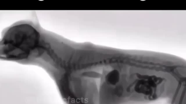 Dog is in x-rays think about human