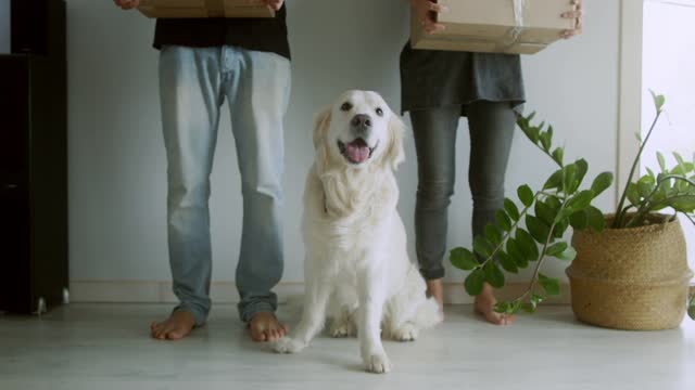 White Dog with People Holding Boxes