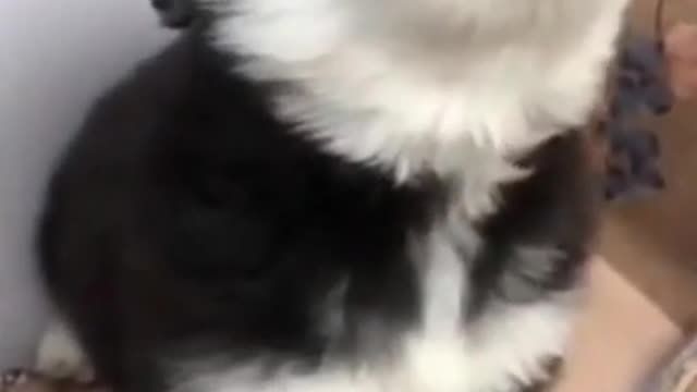 Cute Husky Howling - HUSKY Tantrums