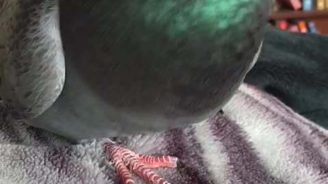 Rescue Pigeon enjoys pats