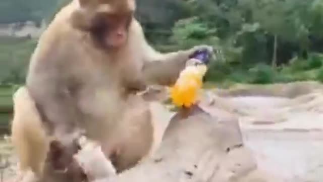 Best of funny animal videos Funniest compilation vines 2021 Funny Animals Planet