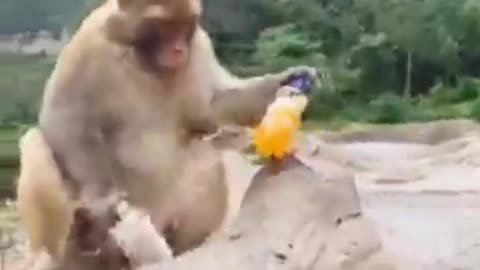 Best of funny animal videos Funniest compilation vines 2021 Funny Animals Planet