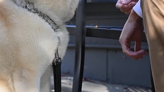 Dog Training | A Person Training His Cute Dog