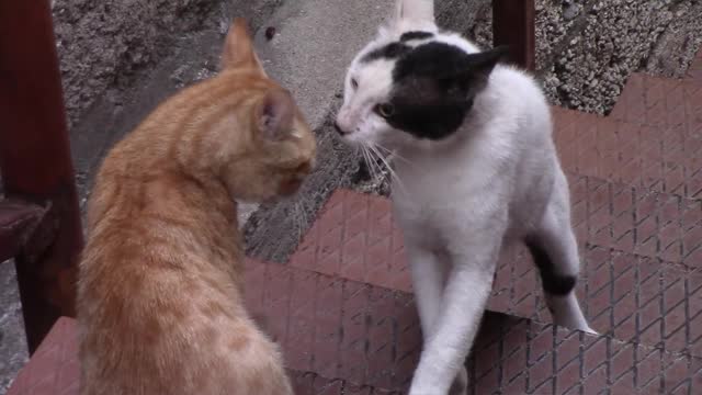 couple of cats discussing the relationship