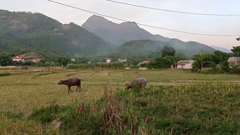 The fields and forests of my hometown