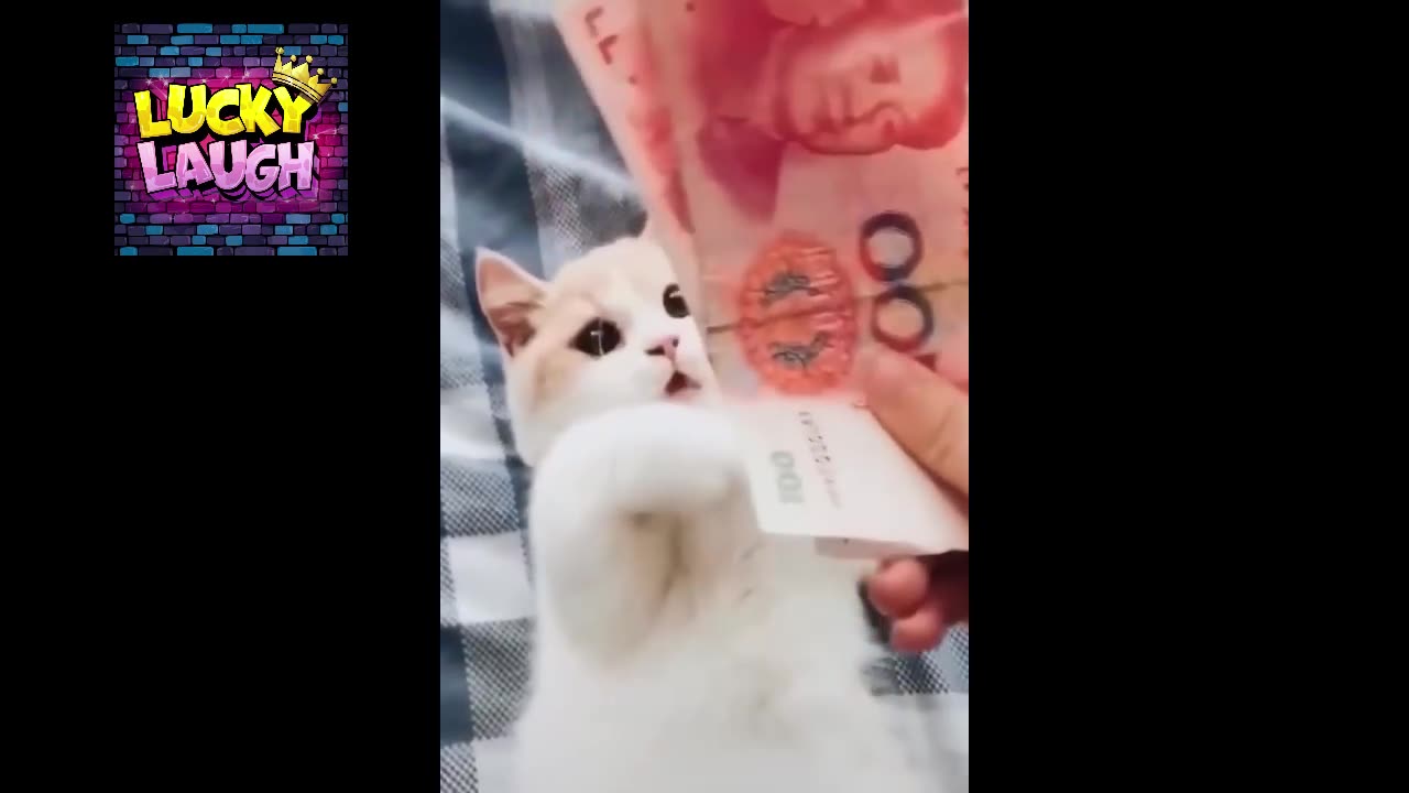 FUNNY CAT VIDEO