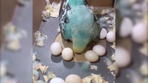 Funny pets, animals best Of the animal Videos
