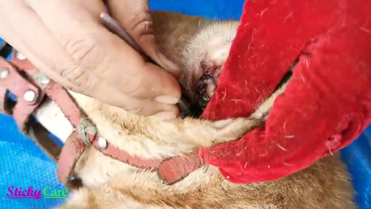 Removing All Ticks From Dog