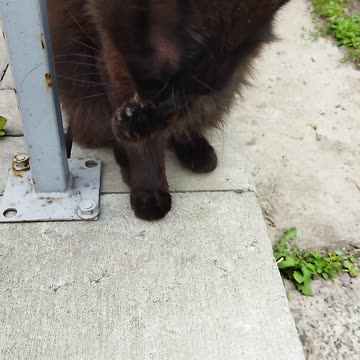What a beautiful cat licking its paws! 😻🐾