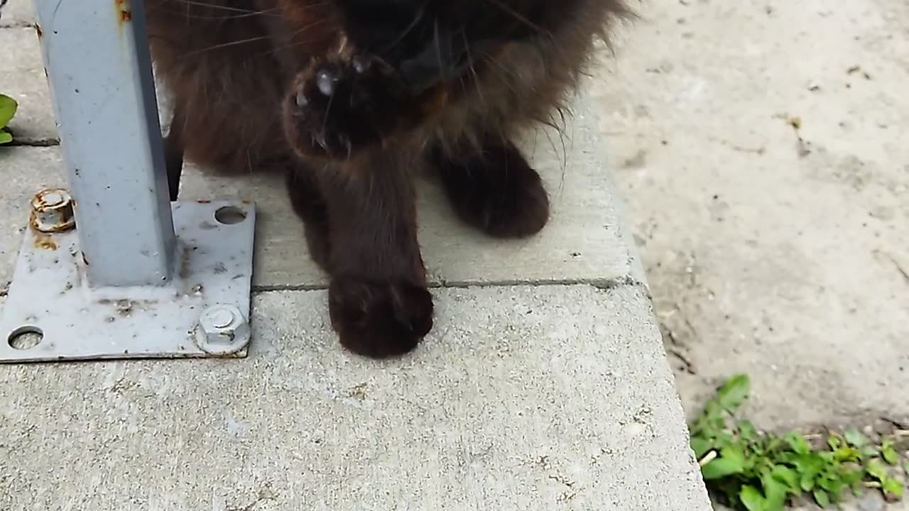 What a beautiful cat licking its paws! 😻🐾