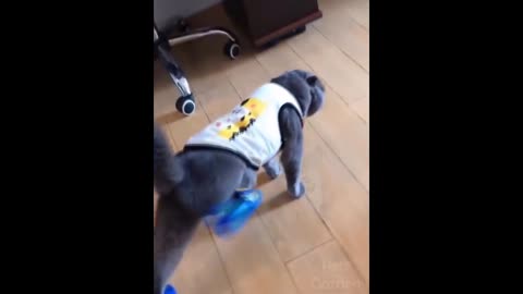 Cat runs in blue flip flops!