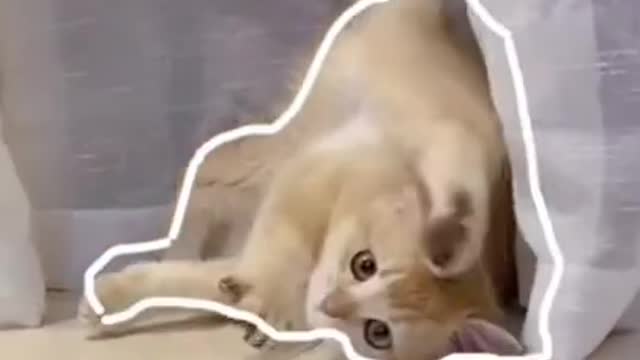 7.#cute cat#shorts