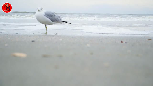 Animal video