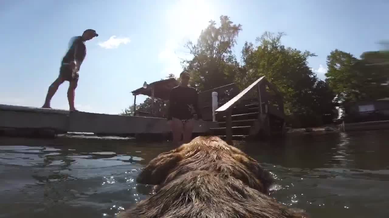 Take a swim with Athena the German Shepherd on Lake Martin