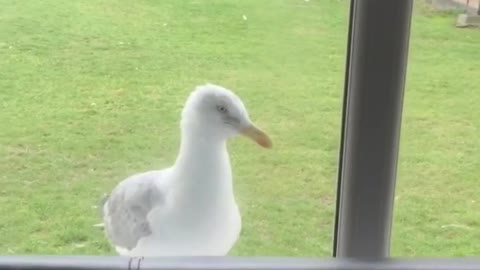 Seagull Knocks on Front Door