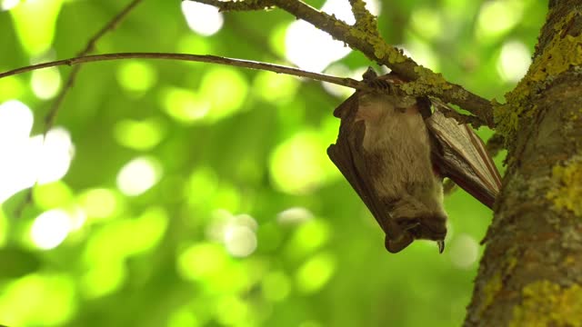 A bat swinging in a tree